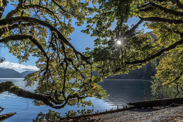 Jaynes Gallery 아티스트의 USA-Washington State-Olympic National Park Alder tree branches overhang shore of Lake Crescent작품입니다.